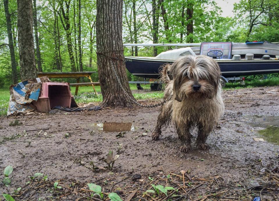 Second animal rescue in Middle Tennessee in past three days